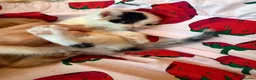 Persian cats for sale: Stunning persian kittens - Advert 13