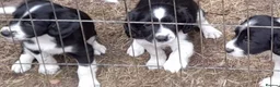 Sprollie dogs for sale: Sprollie puppies for sale - Advert 8