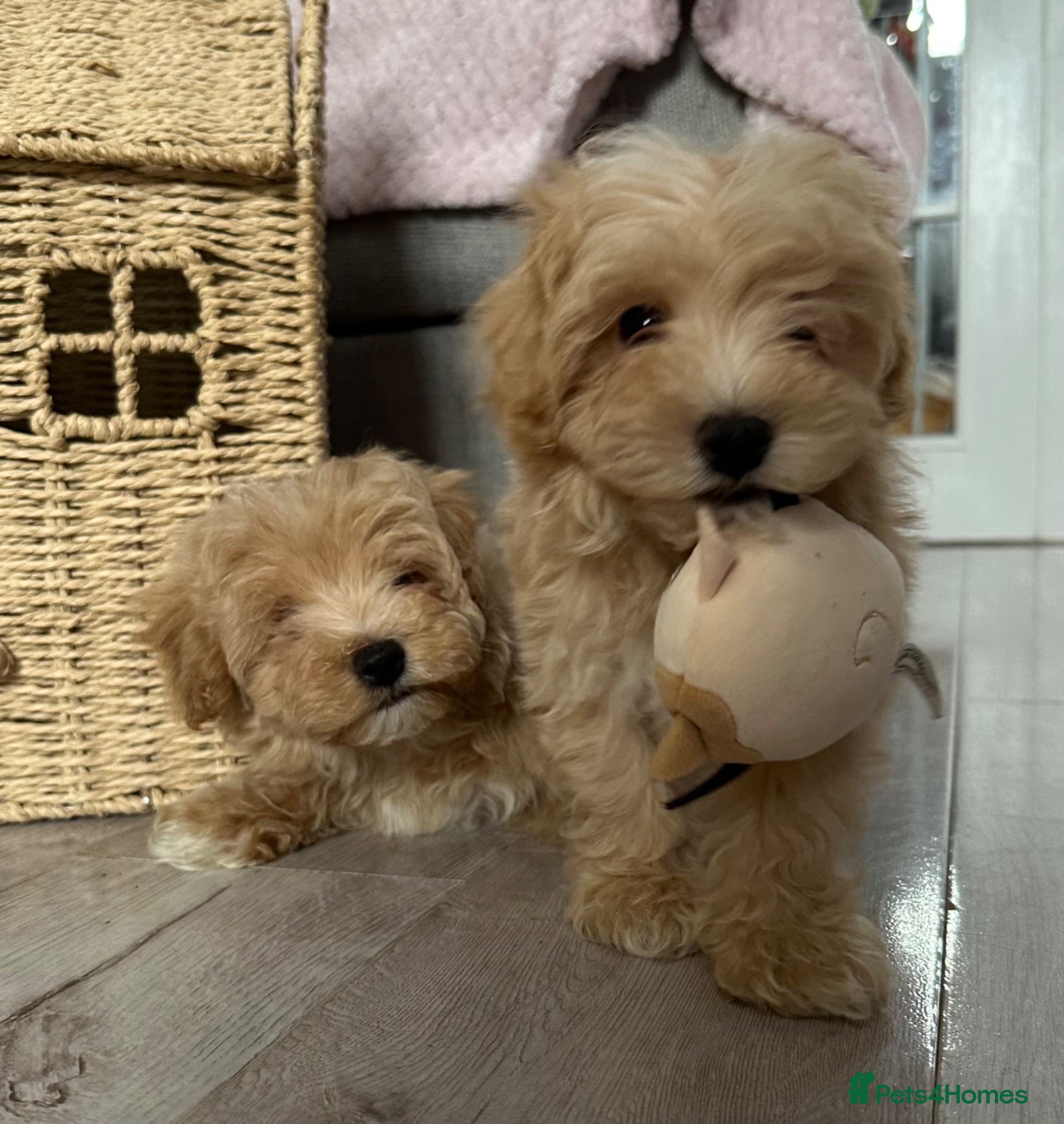 Maltipoo dogs Maltipoo puppies READY NOW ! - Advert 3