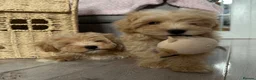 Maltipoo dogs for sale: Maltipoo puppies READY NOW ! - Advert 1