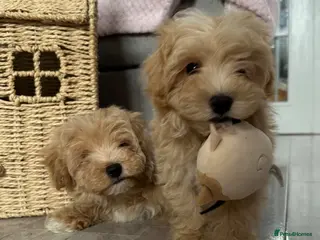 Maltipoo dogs Maltipoo puppies READY NOW ! - Advert 3