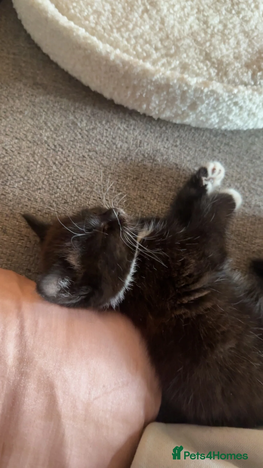 Domestic Shorthair cats for stud: Tuxedo Kitten  - Advert 2