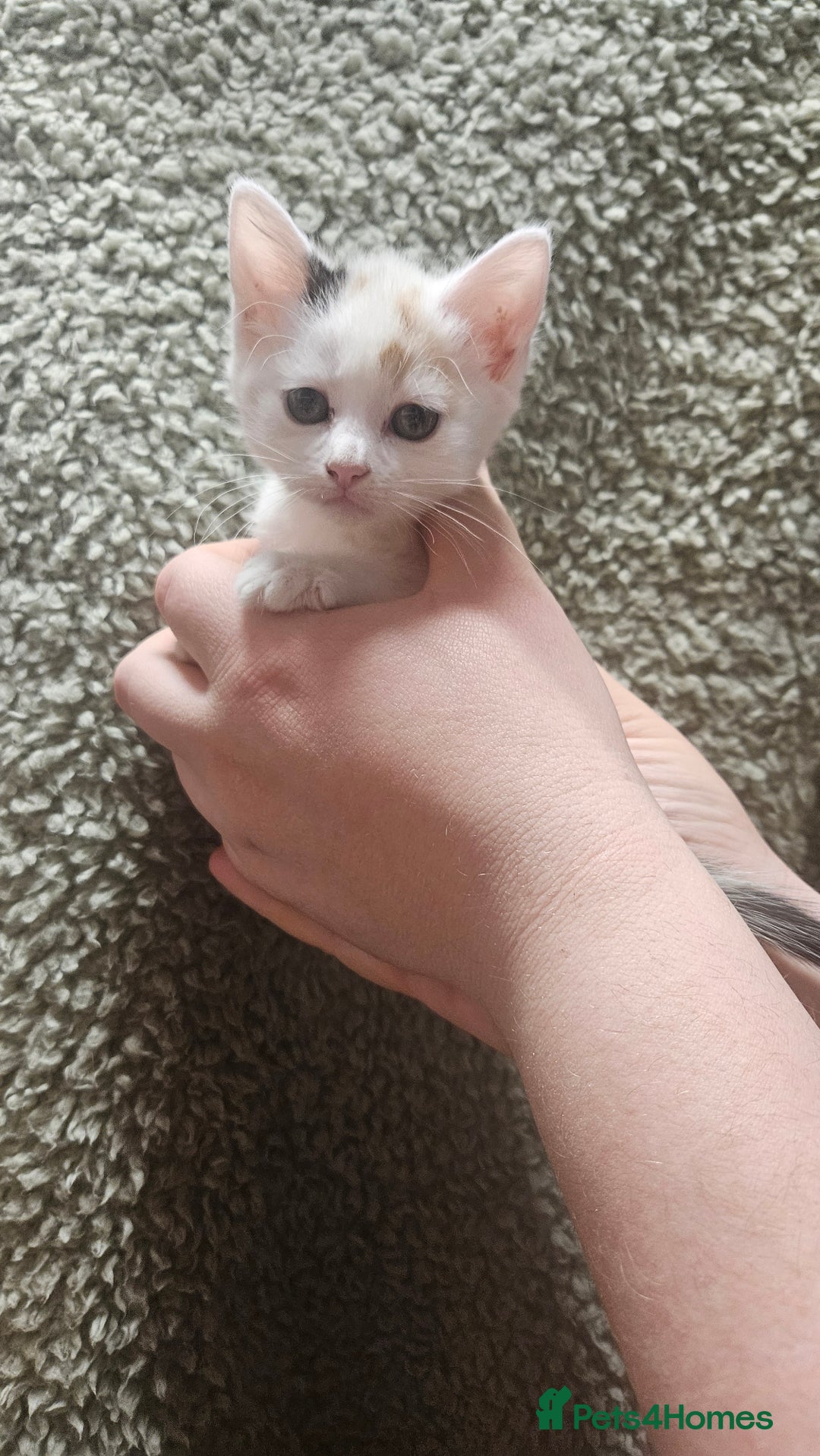 Mixed Breed cats for sale: Kittens  - Advert 17