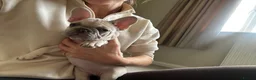French Bulldog dogs for sale: Beautiful French Bulldog Puppies  - Advert 5