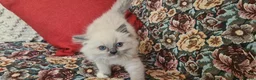 Ragdoll cats for sale: Adorable ragdoll kitten for sale - Advert 2