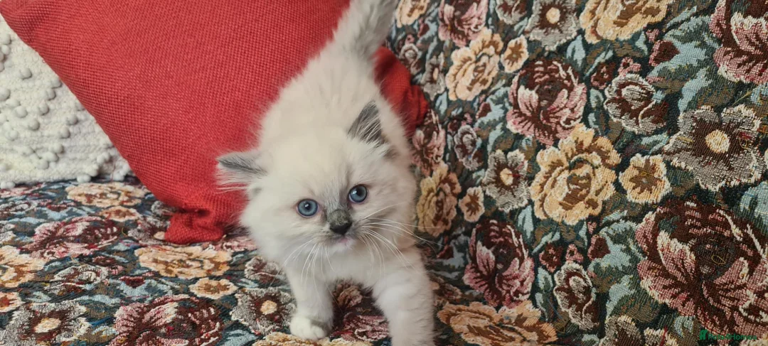 Ragdoll cats for sale: Adorable ragdoll kitten for sale - Advert 2