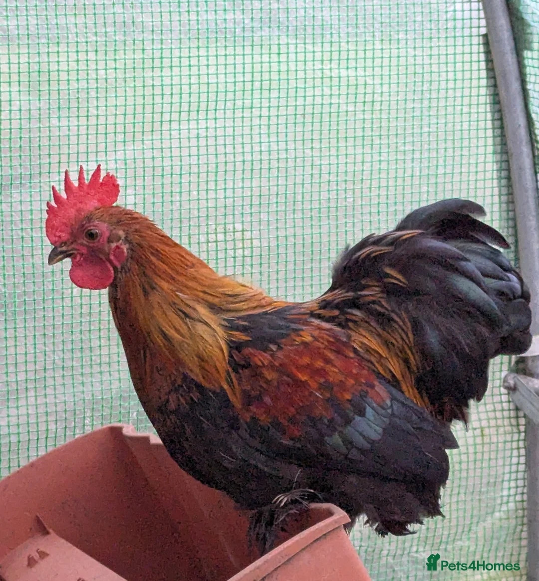Chickens poultry for sale: Lovely pekin bantam cockerel  - Advert 1