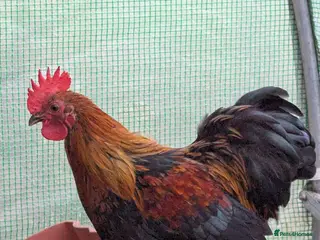 Chickens poultry Lovely pekin bantam cockerel - Advert 1