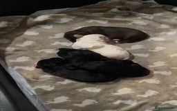 Cocker Spaniel dogs for sale: Cocker spaniel puppies for sale  - Advert 2