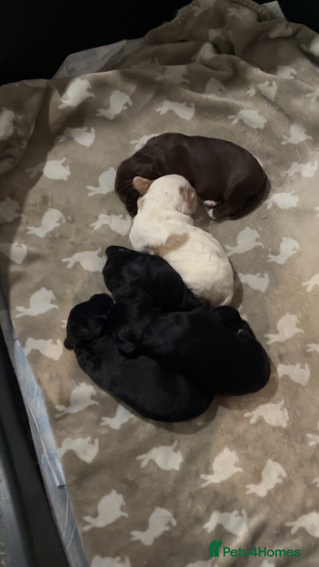 Cocker Spaniel dogs for sale: Cocker spaniel puppies for sale  - Advert 2