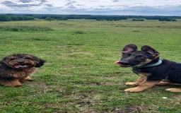 German Shepherd dogs for sale: Kenobi - 6 month old Male German Shepherd - Image 10