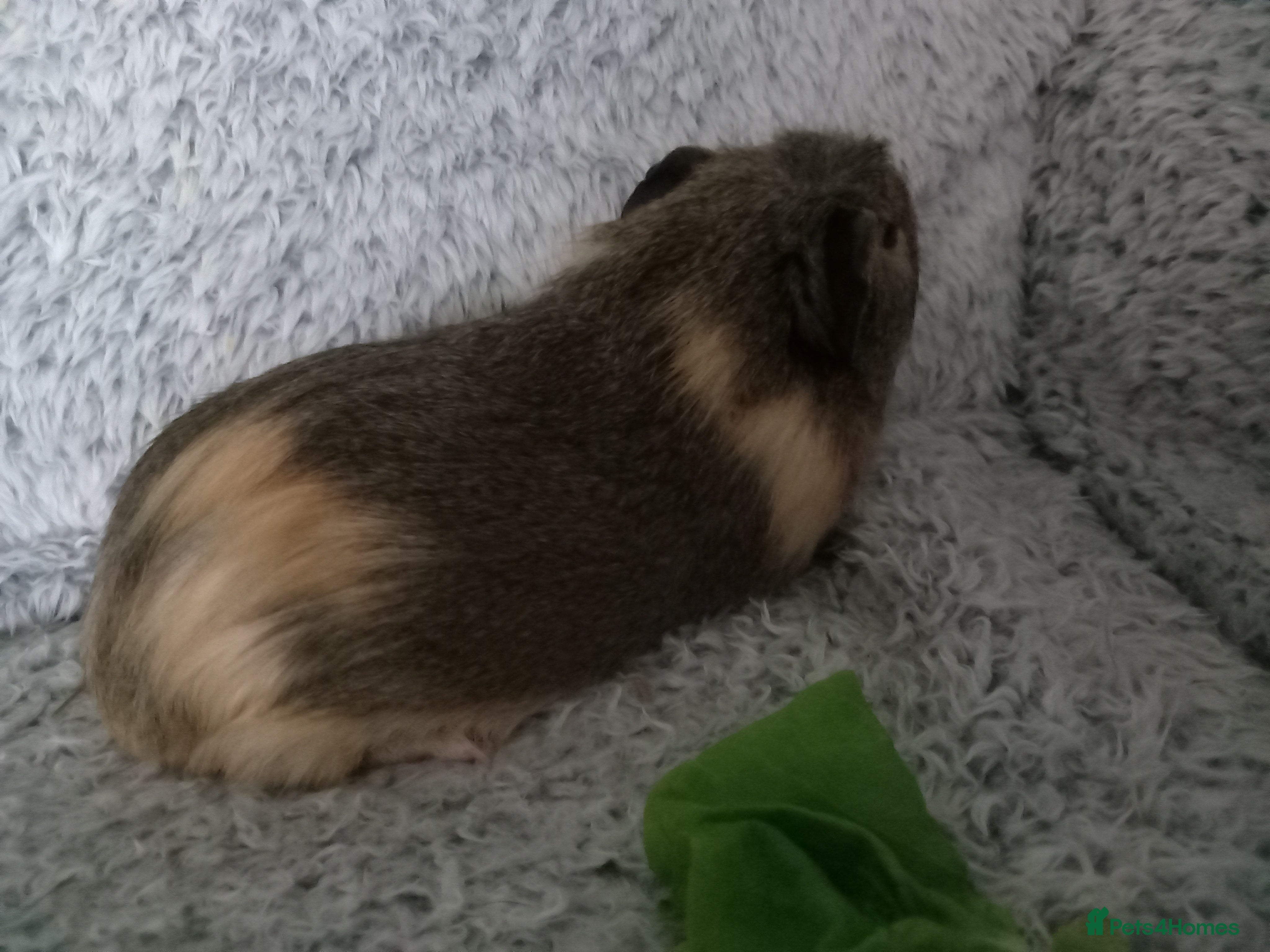 Guinea Pig rodents 2 boars looking 4 there forever home ready now - Advert 5