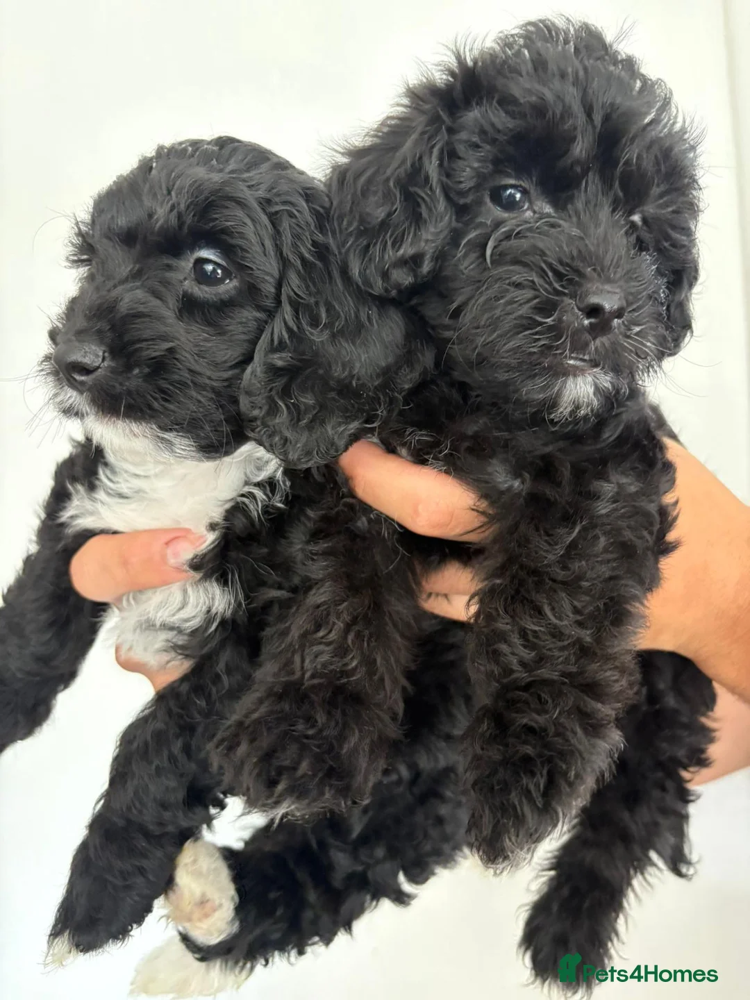 Yorkiepoo dogs for sale: Gorgeous YORKIEPOO puppys - Advert 2