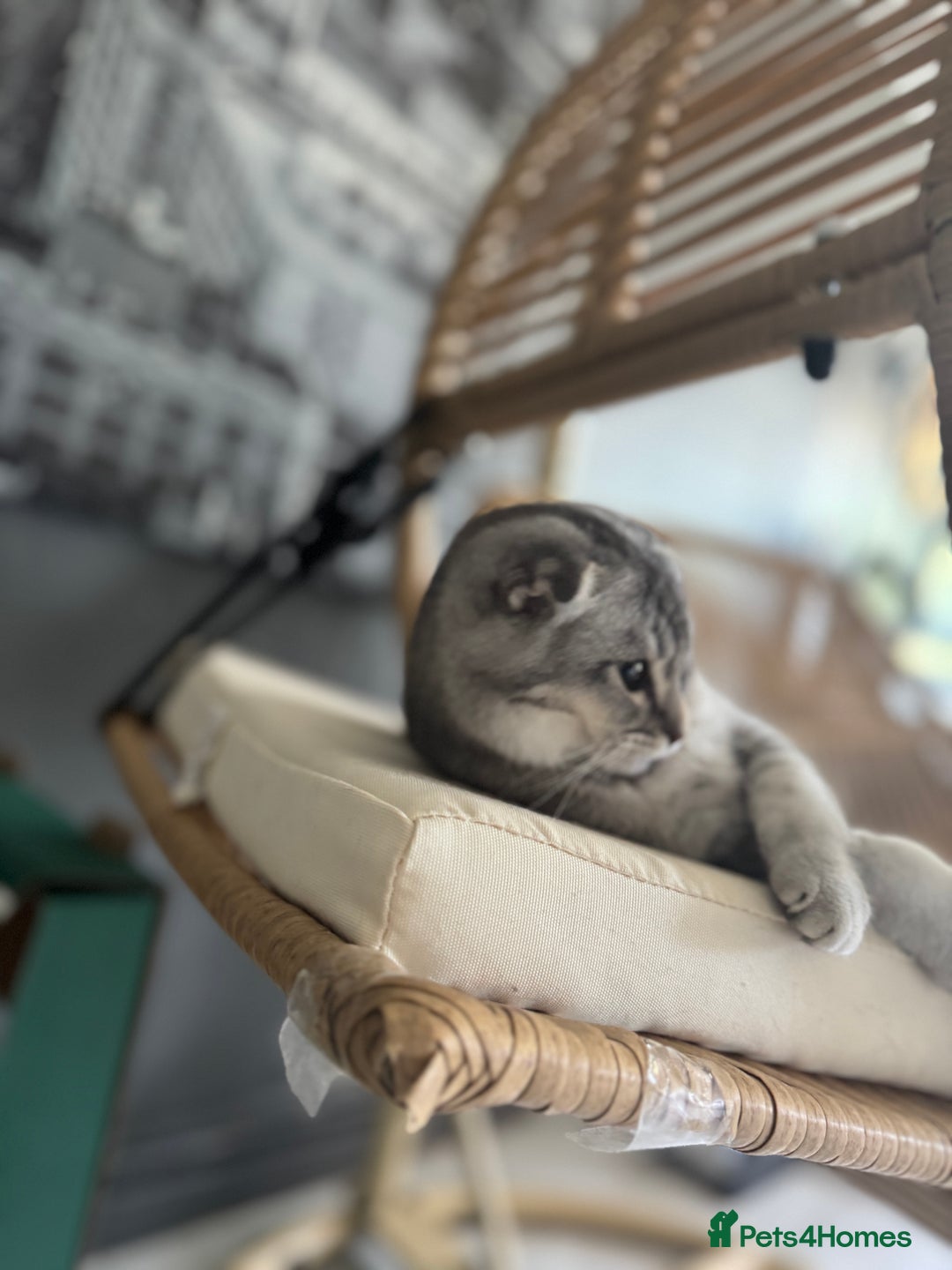 Scottish Fold cats for sale: Scottish Fold Kittens Ready for Permanent Homes ✨ - Image 14