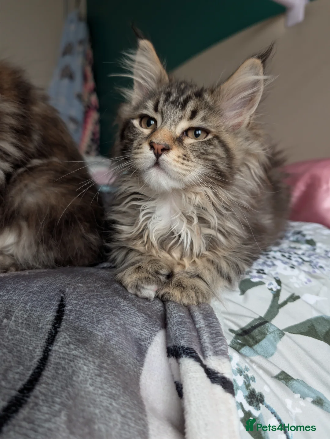 Maine Coon cats for sale: GCCF Maine Coon Kittens  - Advert 3