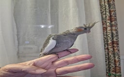 Cockatiels birds for sale: Cockateil 2 male babies  - Image 2