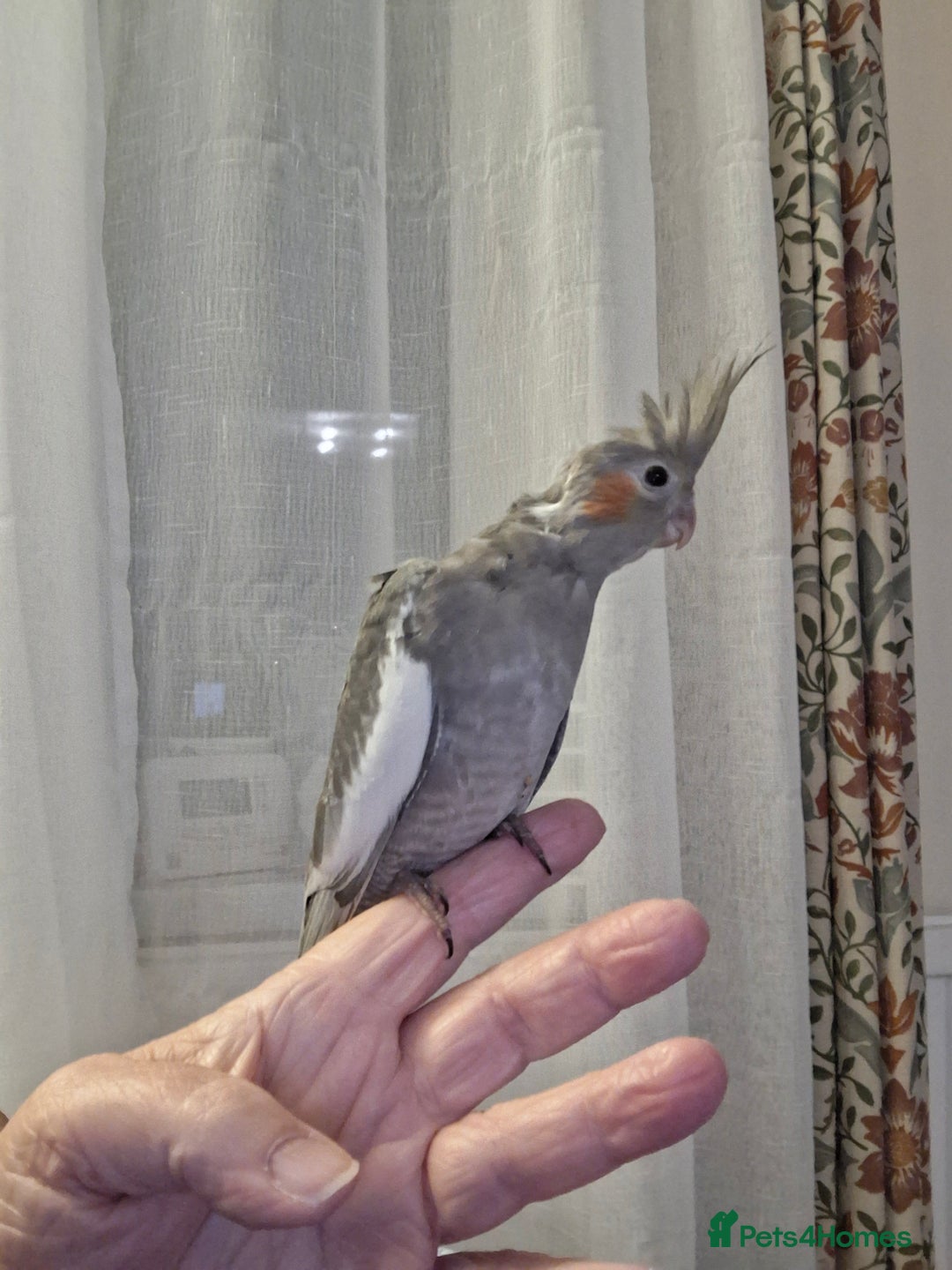 Cockatiels birds for sale: Cockateil 2 male babies  - Image 2