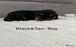 Cocker Spaniel dogs for sale: Beautiful Cocker Spaniel Puppies  - Image 11