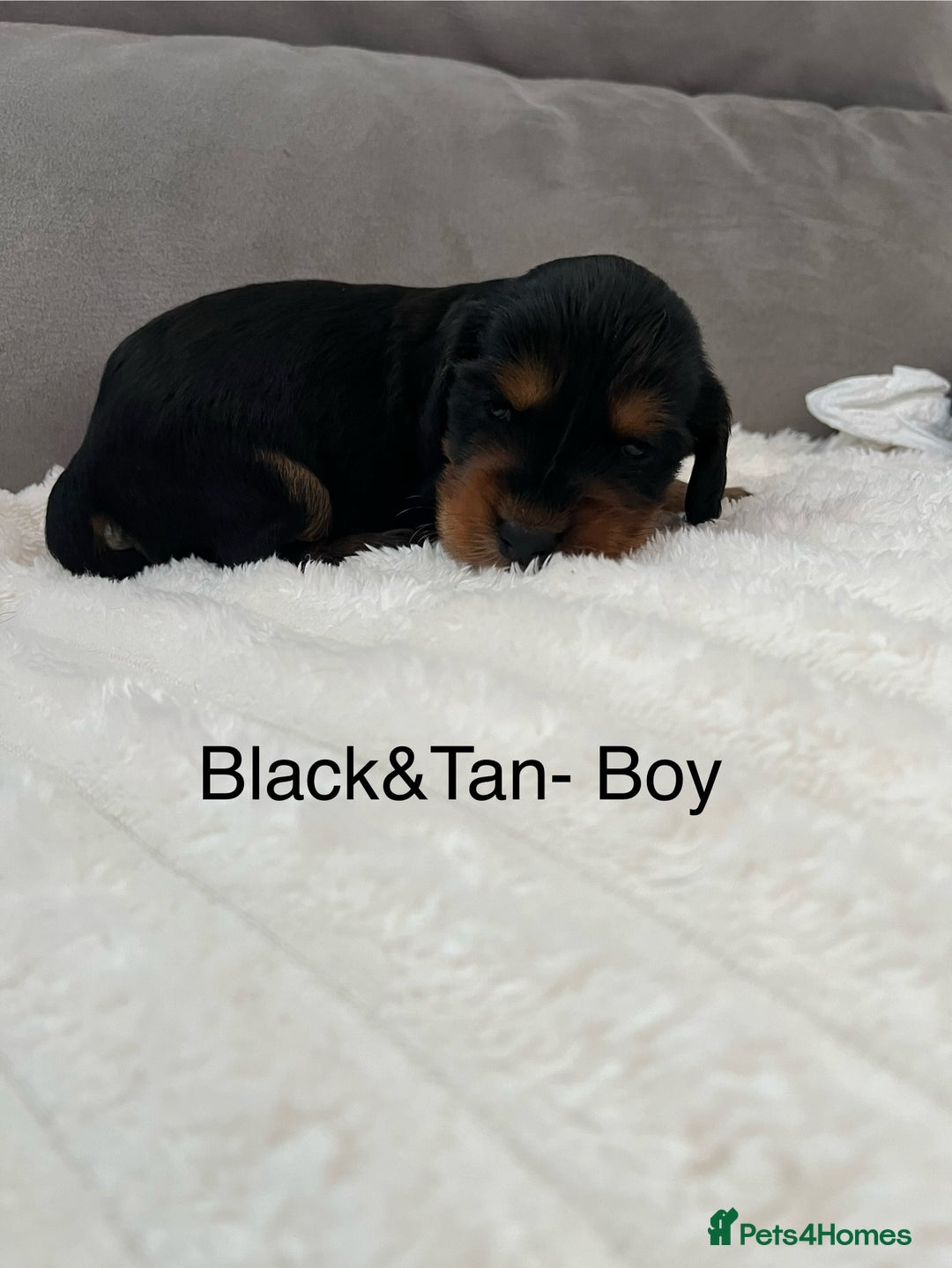 Cocker Spaniel dogs for sale: Beautiful Cocker Spaniel Puppies  - Image 11