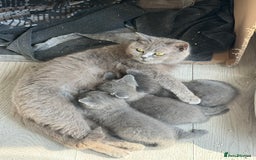 British Shorthair cats for sale: British blue short hair  - Image 5