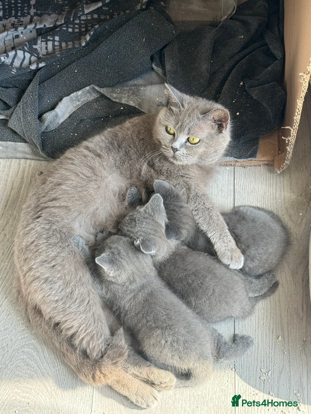 British Shorthair cats for sale: British blue short hair  - Image 5