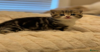 Mixed Breed cats - Advert 5