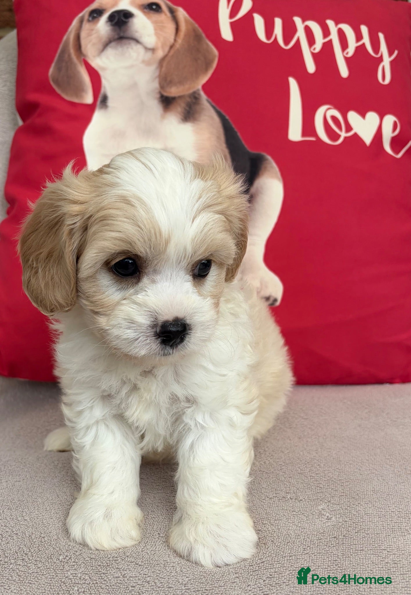 Cavachon dogs Cavashon puppies  - Advert 1