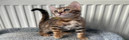 Bengal cats for sale: Beautiful Bengal babies ready this weekend  - Advert 14