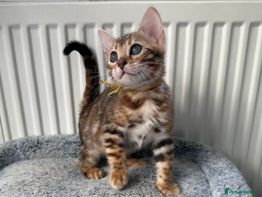 Bengal cats for sale: Beautiful Bengal babies ready this weekend  - Advert 14