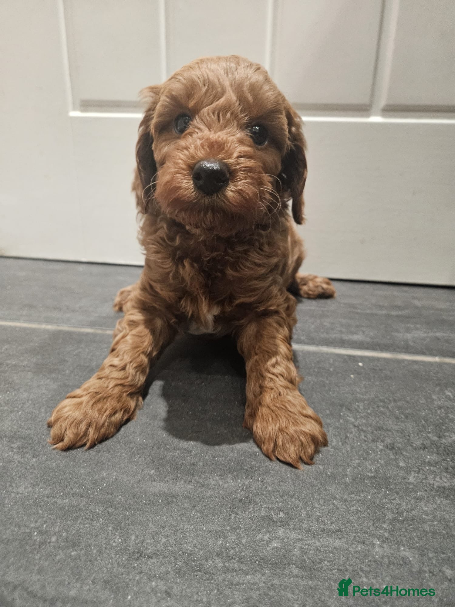 Cockapoo dogs 1 Beautiful Cockapoo puppy left!  - Advert 1