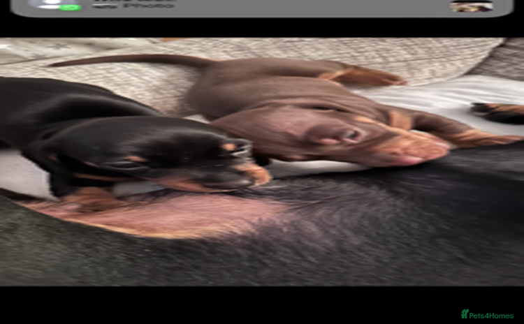 Miniature Dachshund dogs - Advert 14
