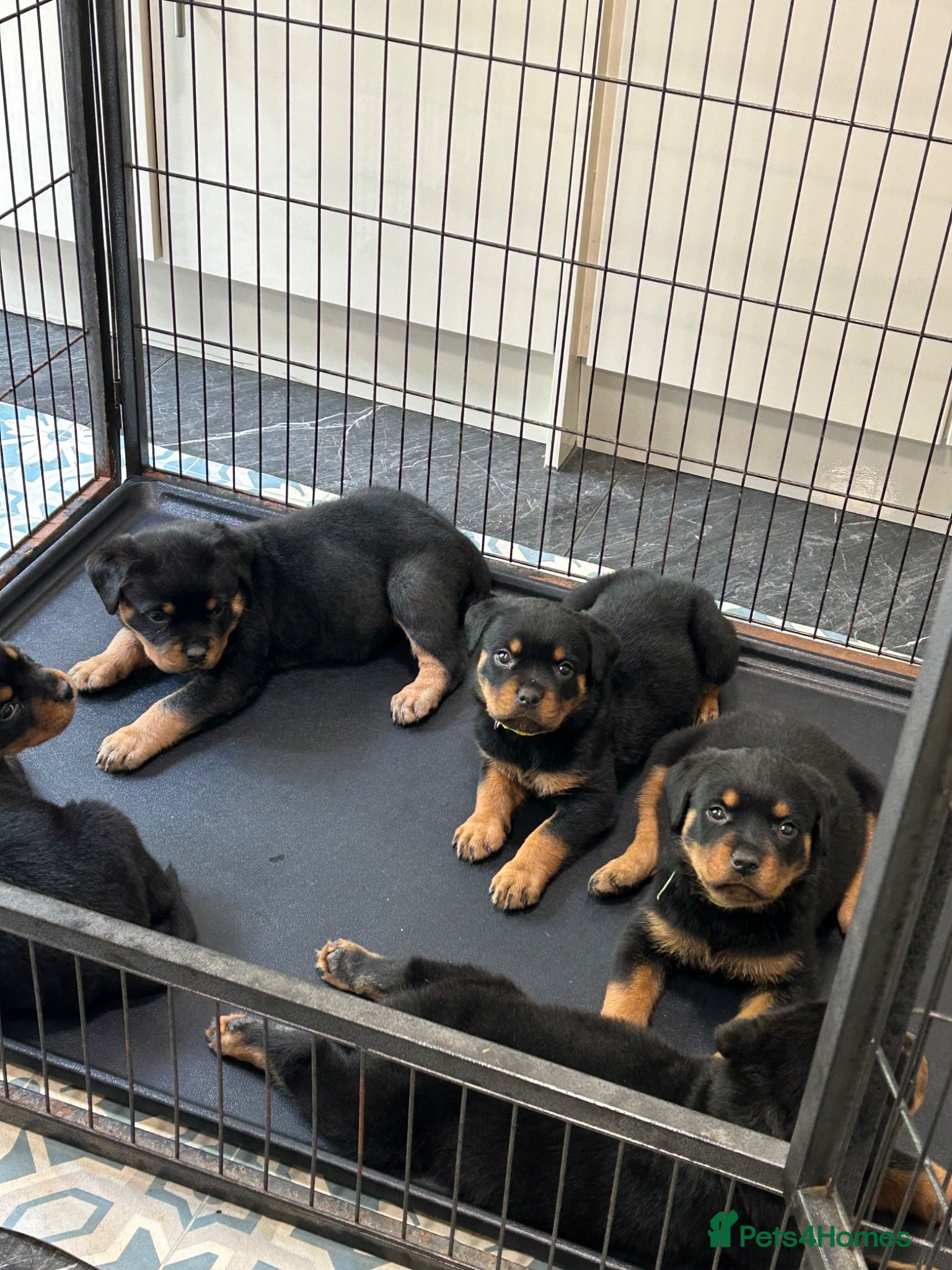 Rottweiler dogs for sale: Rottweiler Puppies  - Advert 16