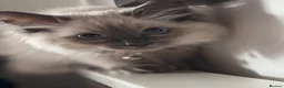 Ragdoll cats for sale: Purebred Ragdoll Kittens - Vaccinated & Trained  in Greenford - Advert 12