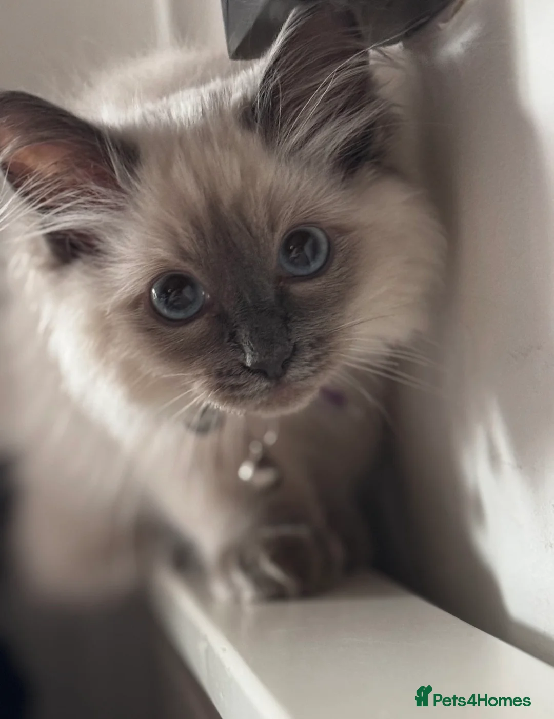 Ragdoll cats for sale: Purebred Ragdoll Kittens - Vaccinated & Trained  in Greenford - Advert 12