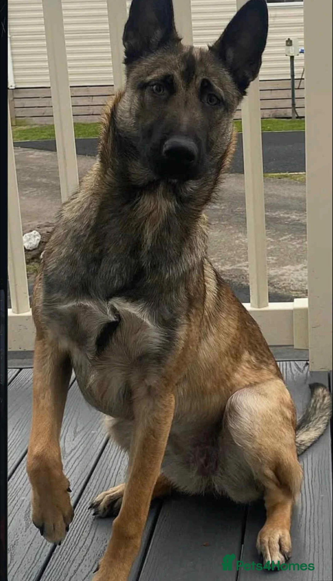 Belgian Shepherd Dog dogs for sale: Belgian malinois puppys. - Advert 2