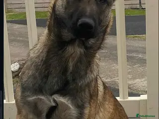 Belgian Shepherd Dog dogs Belgian malinois puppys. - Advert 1