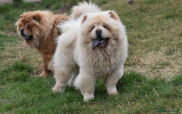 Chow Chow dogs for stud: Stunning KC registered cream boy, carries dilute. - Image 5
