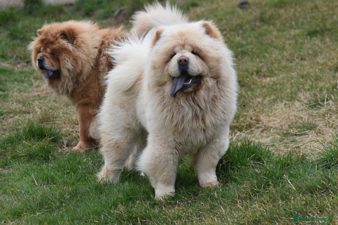 Chow Chow dogs for stud: Stunning KC registered cream boy, carries dilute. - Image 5
