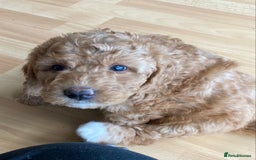 Labradoodle dogs for sale: Beautiful F3b Labradoodle Puppies - Image 26