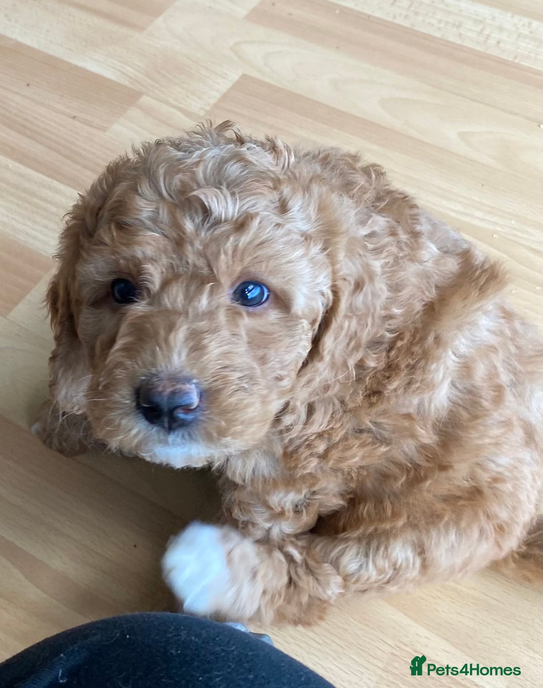 Labradoodle dogs for sale: Beautiful F3b Labradoodle Puppies - Image 26