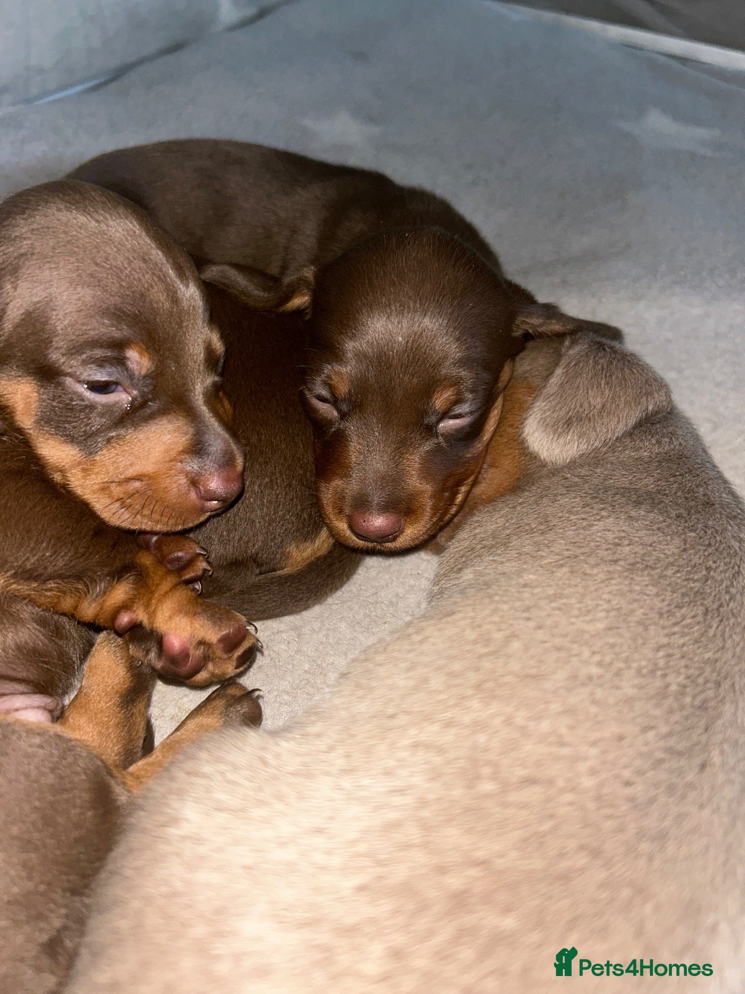 Miniature Dachshund dogs 👑⭐️Quality KC Miniature Dachshunds⭐️👑 - Advert 2