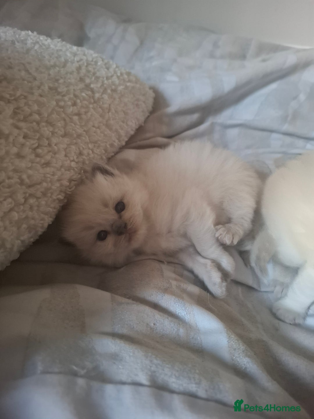 Ragdoll cats for sale: 🩵Blue Point KITTENS for sale!🩵 - Image 9