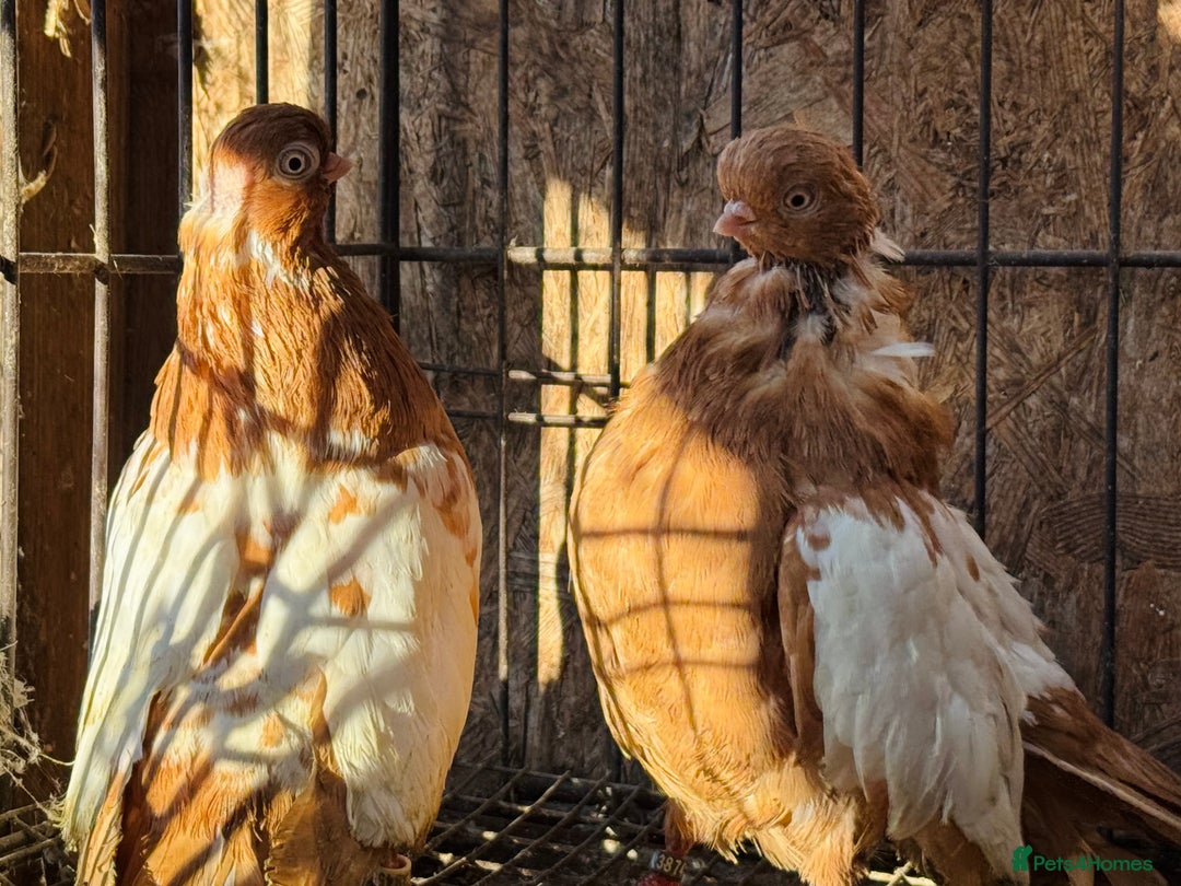 Pigeons birds for sale: RARE ENGLISH SHORTFACE TUMBLERS - Advert 7