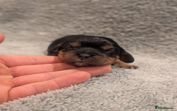 Cavalier King Charles Spaniel dogs for sale: 💖KC Registered Cavalier King Charles Spaniel Pups - Image 6