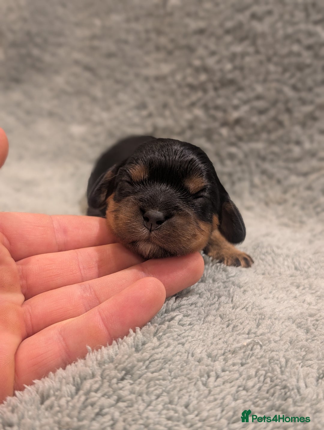 Cavalier King Charles Spaniel dogs for sale: 💖KC Registered Cavalier King Charles Spaniel Pups - Image 6