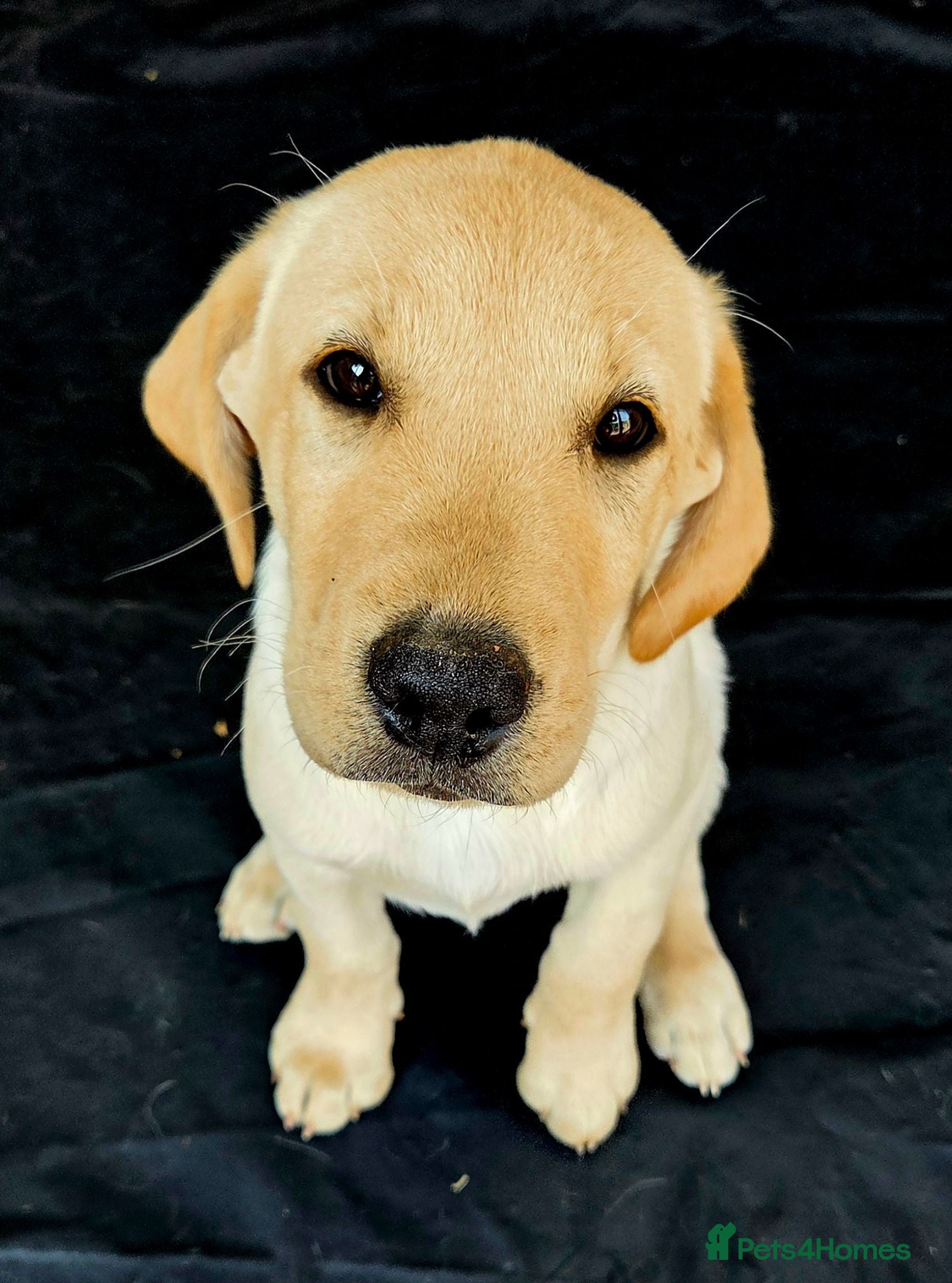 Labrador Retriever dogs 10 and a half week old Labrador puppy - Advert 14