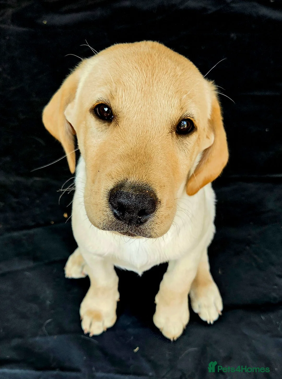 Labrador Retriever dogs for sale: 10 and a half week old Labrador puppy in Salisbury - Advert 1