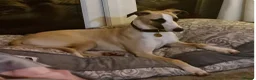 Whippet dogs for sale: Beautiful KC Registered Whippet Pups. - Advert 17