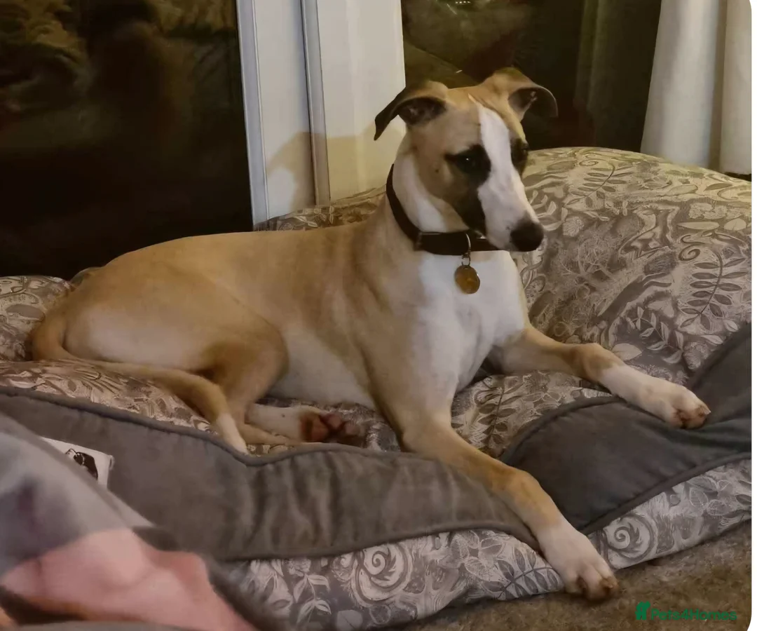 Whippet dogs for sale: Beautiful KC Registered Whippet Pups. - Advert 17