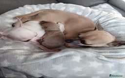 Chihuahua dogs for sale: Chihuahua boy 💙 - Advert 15